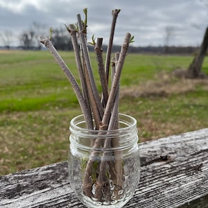 6 Elderberry cuttings sambucus canadensis, common Black American Elderberry,