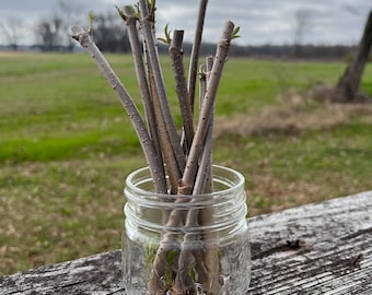 6 Elderberry cuttings sambucus canadensis, common Black American Elderberry,