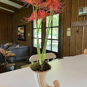 May include: A bouquet of red spider lily flowers in a white ceramic horn-shaped vase. The vase is sitting on a white table.