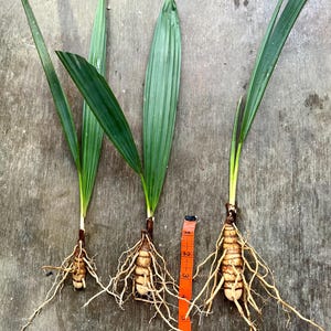 May include: Three small palm plants with green leaves and exposed roots are displayed. An orange measuring tape is placed next to the plants. The plants are on a wooden surface.