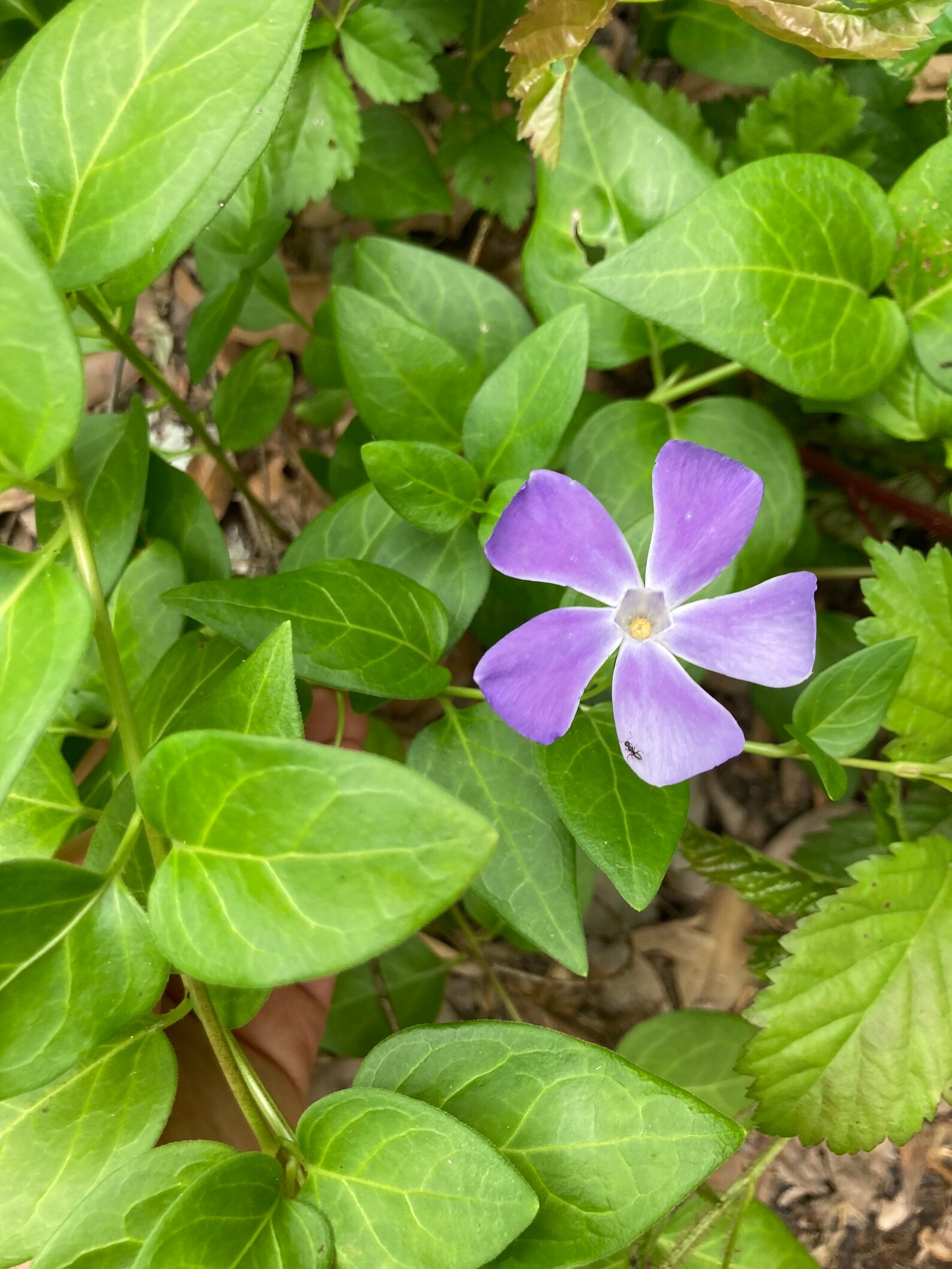 Vinca major periwinkle ground cover Etsy