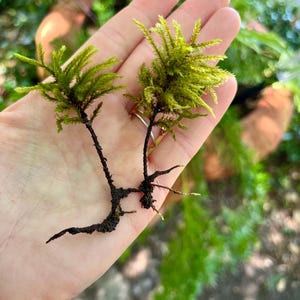 May include: Two small, vibrant green moss plants with dark brown stems and root systems are held in a hand. The moss has a feathery texture, and the background is blurred with green foliage.