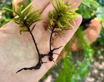 Live Palm Tree Moss: Organic Terrarium Decor, Climacium Dendroides