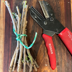 12 Elderberry cuttings sambucus canadensis, common Black American Elderberry, Sambucus canadensis