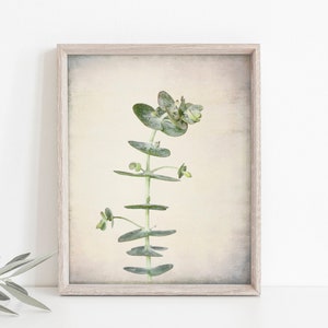 Baby Eucalyptus Print, Botanical Wall Art, Australian Flora Photograph, Modern Vintage Photo  // Baby Eucalyptus Stem