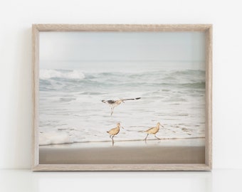 Sea Birds Stinson Beach California Coast Photograph Pacific Ocean Waves Nature Photography Cottage Wall Art  // Stinson Beach