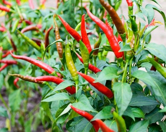 Cayenne Pepper Seeds - Organic & Non Gmo Pepper Seeds - Heirloom Seeds - Fresh USA Grown Seeds