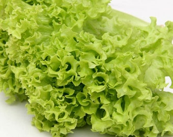 Simpson Leaf Lettuce Seeds - Organic & Non Gmo Lettuce Seeds - Heirloom Seeds - Fresh USA Grown Seeds - Grow Your Own Lettuce At Home!