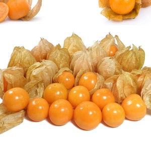 Cape Gooseberry Seeds Physalis Peruviana Organic & Non Gmo Seeds Grow Your Own Gooseberry At Home Fresh Seeds image 1