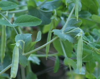 Sugar Snap Pea Seeds - Organic & Non Gmo Pea Seeds - Heirloom Seeds - Fresh USA Grown Seeds