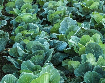 Collard Green Seeds - Organic & Non Gmo Collard Green Seeds - Heirloom Seeds - Fresh USA Grown Seeds - Georgia Southern Collard Variety