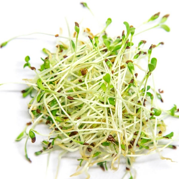 Alfalfa Microgreen Seeds - Organic & Non Gmo Alfalfa Seeds - Heirloom Seeds - Fresh USA Grown Seeds - Grow Your Own Alfalfa At Home!