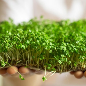 Semillas de microvegetales de brócoli: semillas de microvegetales de brócoli orgánicas y no transgénicas: semillas tradicionales: semillas frescas cultivadas en EE. UU.: cultive sus propios microvegetales