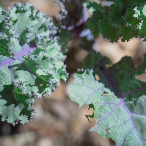Red Kale Seeds - Organic & Non Gmo Kale Seeds - Heirloom Seeds - Fresh USA Grown Seeds - Grow Your Own Red Kale Right At Home!