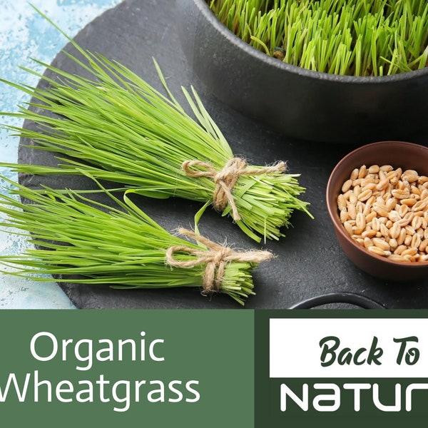 Wheatgrass Seeds - Cat Grass - Organic & Non Gmo Wheatgrass Seeds - Heirloom Seeds - Fresh USA Grown Seeds - Grow Your Own Food At Home!