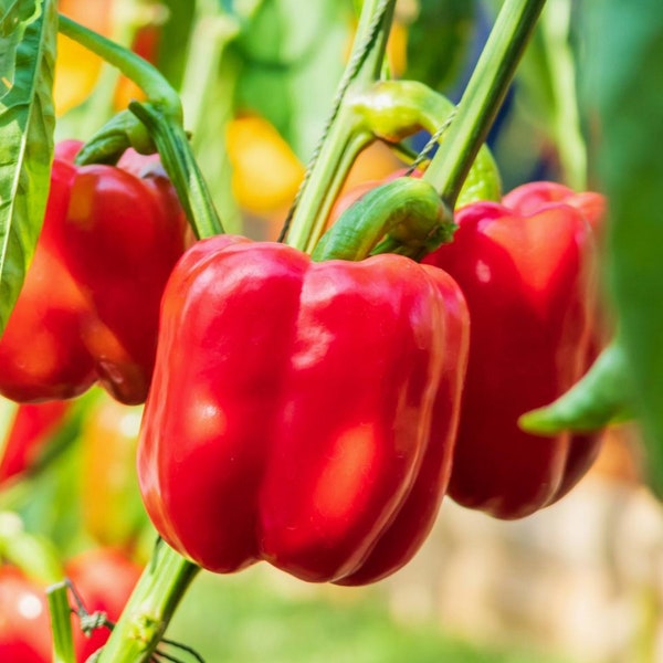 Red Bell Pepper Seeds - Organic & Non Gmo Pepper Seeds - Heirloom Pepper Seeds - Fresh USA Grown Seeds - Grow Your Own Peppers At Home!