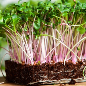 Radish Microgreen Seeds - Organic & Non Gmo Microgreen Seeds - Heirloom Seeds – Microgreen Seeds - Fresh USA Seeds - Grows Fast