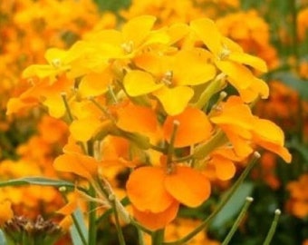 Orange Siberian Wallflower Seeds - Organic & Non GMO - Heirloom - Grow Your Own Flowers At Home