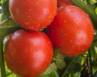 Rutgers Tomato Seeds - Organic & Non Gmo Tomato Seeds - Heirloom Seeds - Fresh USA Grown Seeds - Grow Your Own Fresh Tomatoes At Home!