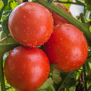 ラトガース トマト種子 - オーガニック & 非 GMO トマト種子 - 伝統種子 - 新鮮な米国産種子 - 自宅で新鮮なトマトを育てましょう!