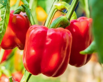 Semi di peperone rosso - Biologici e non OGM - Coltiva il tuo cibo a casa