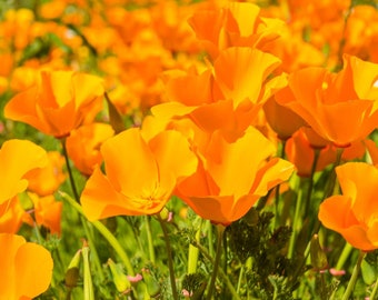 Orange Poppy Flower Seeds - Organic & Non Gmo Flower Seeds - Heirloom Flower Seeds - Fresh USA Grown Seeds