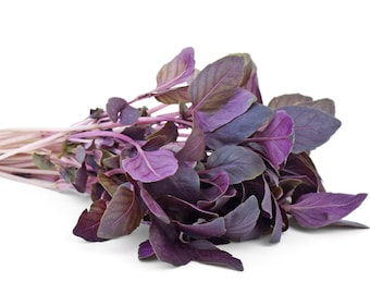 Purple Basil Seeds - Organic & Non Gmo Herb Seeds - Heirloom Seeds - USA Grown Seeds - Grow Your Own Fresh Purple Basil At Home
