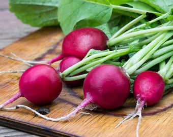 Early Scarlet Globe Radish Seeds - Organic & Non Gmo Radish Seeds - Heirloom Seeds - Fresh USA Grown Seeds - Grow Your Own Food At Home!