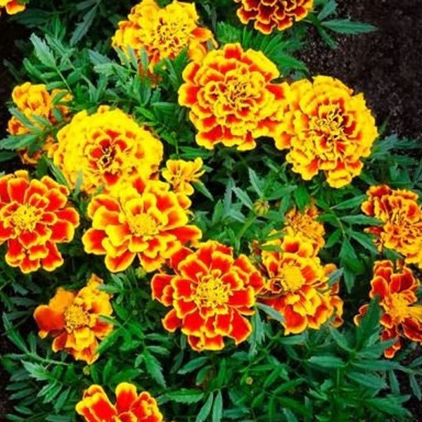 Jumbo Marigold Crackerjack Mixed Flower Seeds - Organic & Non Gmo Flower Seeds - Fresh USA Grown Seeds - Grow Your Own Flowers At Home!