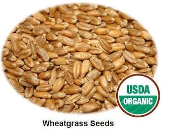 Wheat Seeds Etsy