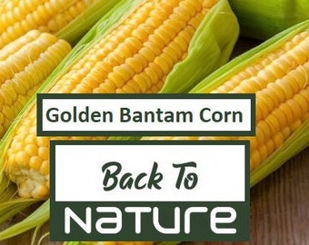 25 Mediterranean Diet Organic Sweet Golden Corn Seeds