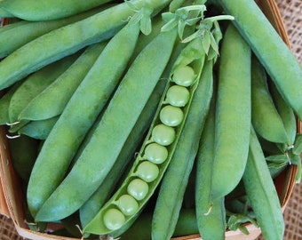 Green Arrow Pea Seeds - Organic & Non Gmo Pea Seeds - Heirloom Seeds - Fresh USA Grown Seeds - Grow Your Own Fresh Peas At Home!