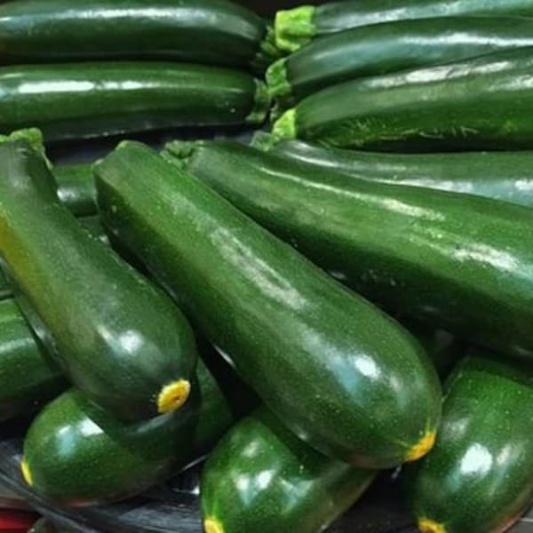 Dark Green Zucchini Seeds - Organic & Non Gmo Zucchini Seeds - Heirloom Seeds - Fresh USA Grown Seeds - Grow Your Own Zucchini At Home!