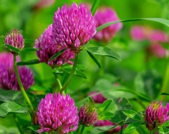 Red Clover Seeds - Organic & Non Gmo Red Clover Seeds - Heirloom Clover Seeds - Fresh USA Grown Seeds - Grow Your Own Red Clover At Home!