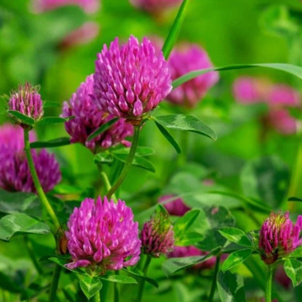 Red Clover Seeds - Organic & Non Gmo Red Clover Seeds - Heirloom Clover Seeds - Fresh USA Grown Seeds - Grow Your Own Red Clover At Home!
