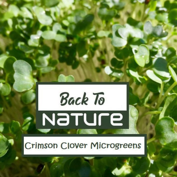 Crimson Clover Microgreen Seeds - Organic & Non Gmo Clover Seeds - Heirloom Seeds – Microgreen Seeds - USA Garden Seeds - Grows Fast!