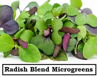 Radish Microgreen Seed Blend - 5 Radish Varieties - Organic & Non Gmo - Heirloom Seeds - Fresh USA Grown Seeds - Grow Your Own Food At Home!