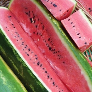 Jubilee Watermelon Seeds - Organic & Non Gmo Watermelon Seeds - Heirloom Seeds - Fresh USA Grown Seeds - Grow Your Own Watermelon At Home!