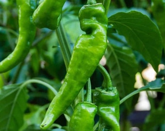 Anaheim Hot Chili Pepper Seeds - Organic & Non Gmo Pepper Seeds - Heirloom Seeds - Fresh USA Grown Seeds - Grow Your Own Hot Peppers