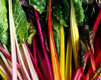 Semi di bietola arcobaleno: cimelio biologico, coltivati negli Stati Uniti
