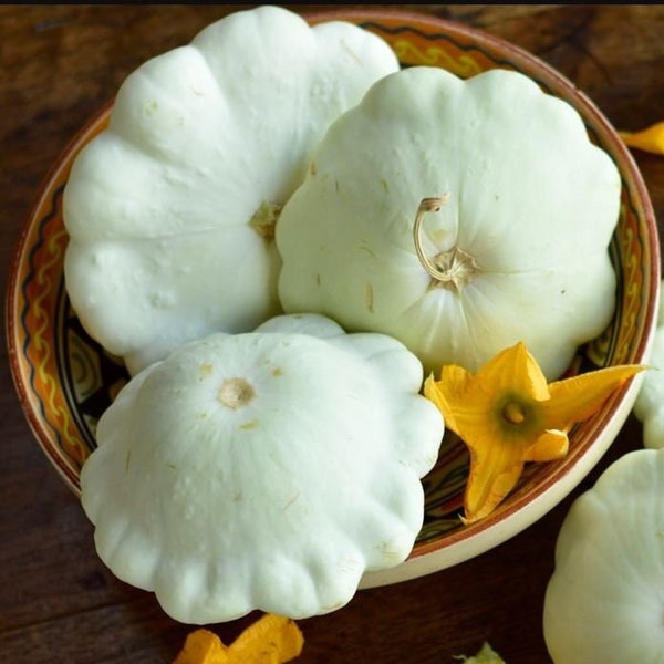White Scallop Squash Seeds - Patty Pan Seeds - Organic & Non Gmo - Heirloom Seeds - Fresh USA Grown Seeds - Grow Your Own Food At Home!