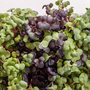 Radish Microgreen Seed Blend - Organic Seeds - Non Gmo - Heirloom Seeds – Microgreen Seeds - USA Grown Seeds - Grows Fast! Fresh Seeds!