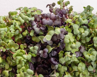 Mezcla de semillas de microvegetales de rábano: semillas orgánicas, sin OGM y tradicionales