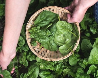 Spinach Seeds - Organic & Non Gmo Spinach Seeds - Heirloom Seeds - Fresh USA Grown Seeds - Grow Your Own Spinach At Home!