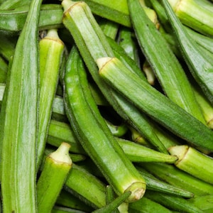 Okra Seeds - Spineless Okra Seeds - Organic & Non Gmo Okra Seeds - Heirloom Seeds - Fresh USA Grown Seeds - Grow Your Own Okra At Home!