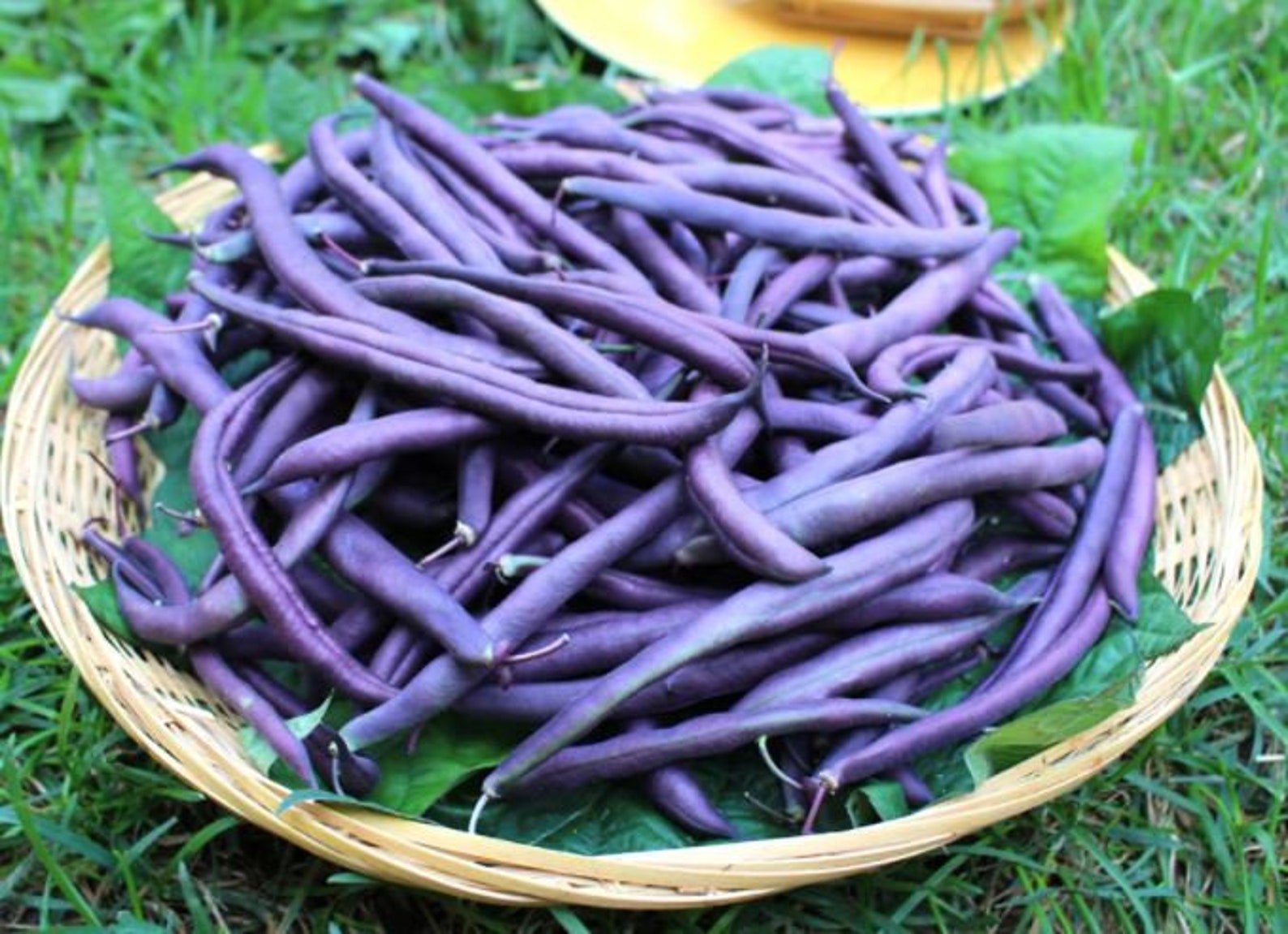 Purple Green Beans Seeds Non Gmo Heirloom Seeds Bean Etsy