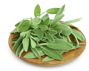 Broadleaf Sage Seeds - Organic & Non Gmo Sage Seeds - Heirloom Sage Seeds - Fresh USA Grown Seeds - Grow Your Own Fresh Sage Right At Home