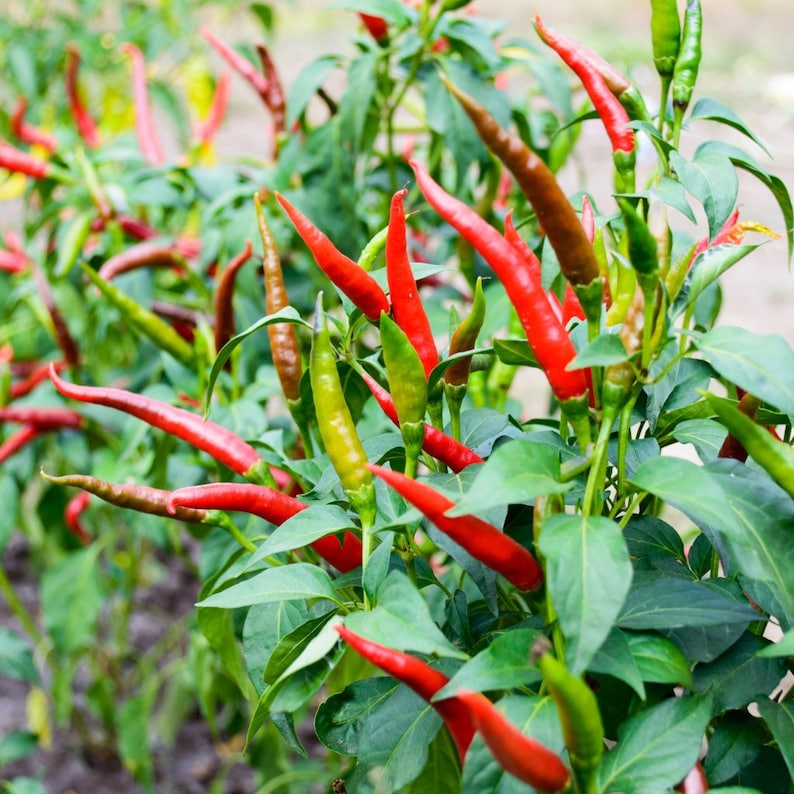 May include: A close-up of a chili pepper plant with vibrant red and green peppers. The peppers are long and slender, growing among lush green leaves. Some peppers are transitioning from green to red.