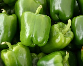 Sweet California Green Bell Pepper Seeds: Organic Heirloom, USA Grown