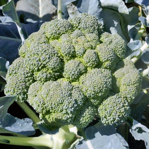 Broccoli Seeds - Organic & Non Gmo Broccoli Seeds - Heirloom Seeds - Fresh USA Grown Seeds - Grow Your Own Broccoli At Home!